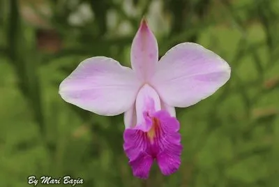 Natureza