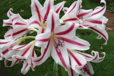 amarilis