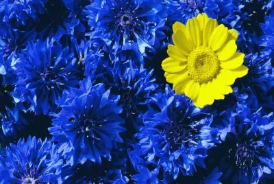 Flors