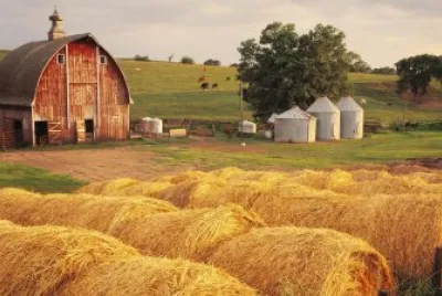 hay