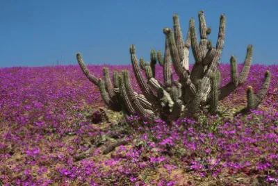 flora jigsaw puzzle