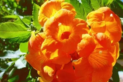 Campsis Radicans