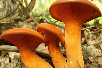 Omphalotus Illudens - Chile