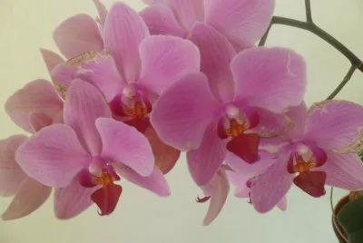 orquideas jigsaw puzzle
