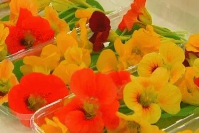 Flors