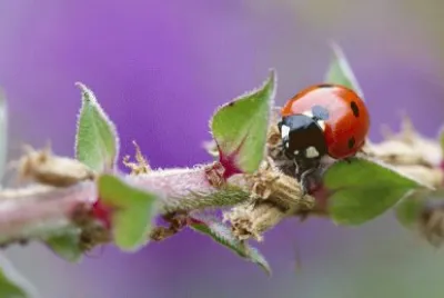 Coccinella