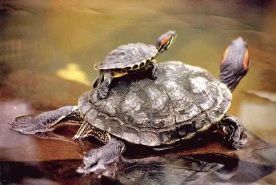tortugas acuaticas jigsaw puzzle
