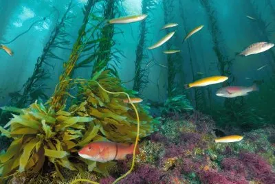 saltwater fish