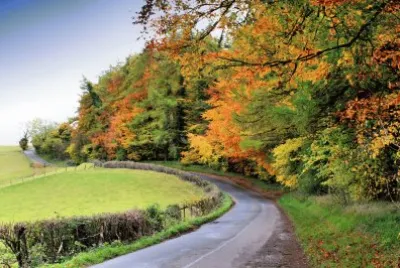 Autumn trees