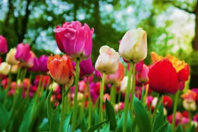 tulipanes jigsaw puzzle