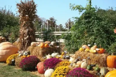 fall pumpkins
