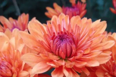 orange flower