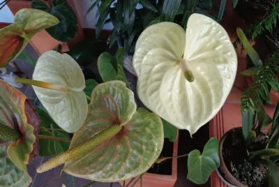 ANTURIOS BLANCOS
