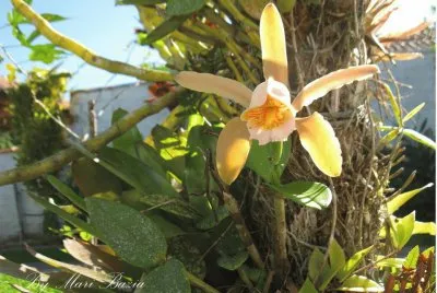 NATUREZA