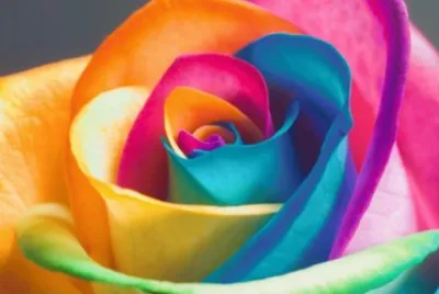 petalo de colores