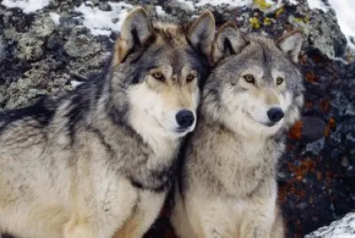 pareja de lobos