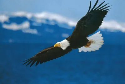 vuelo de Ã¡guila real