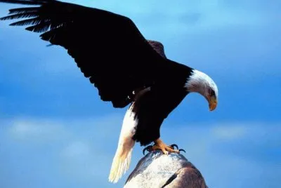 majestuosa Ã¡guila real