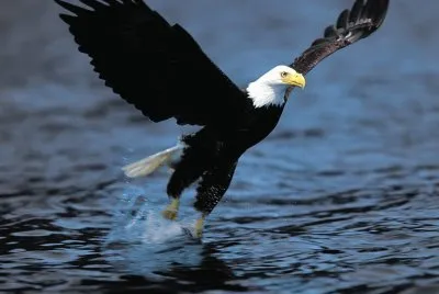 Ã¡guila real cazando