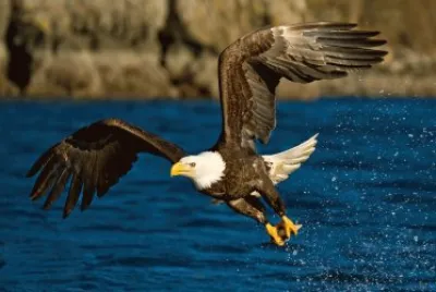 Aguila calva hermosa