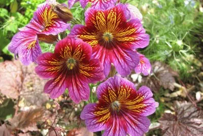 Flors