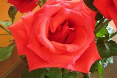 rosa