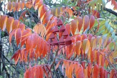 fall fractals