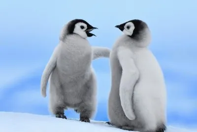 bebes pinguinos