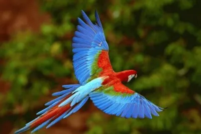 guacamayo