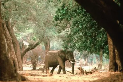 elefant