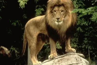 el rey