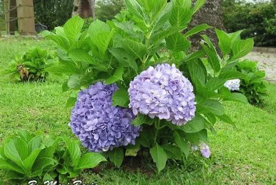 NATUREZA