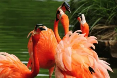 aves exotic