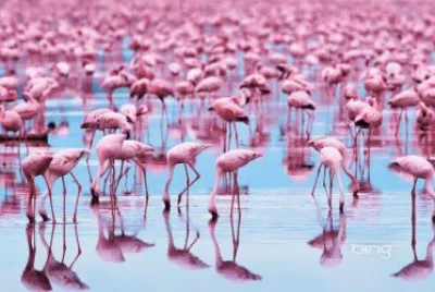 aves rosadas