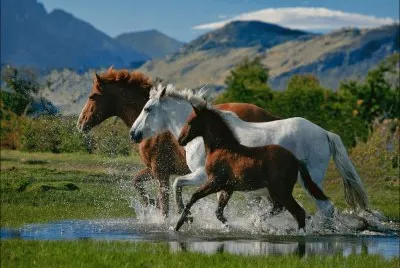 caballos jigsaw puzzle
