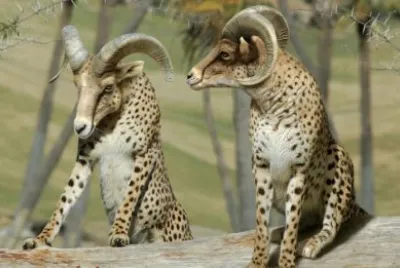 antilopes