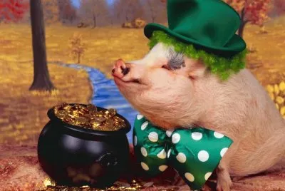 cerdito gracioso