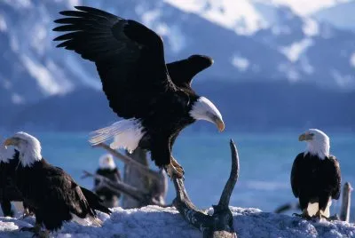aguila