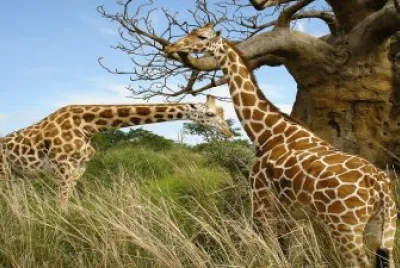 girafas selva jigsaw puzzle