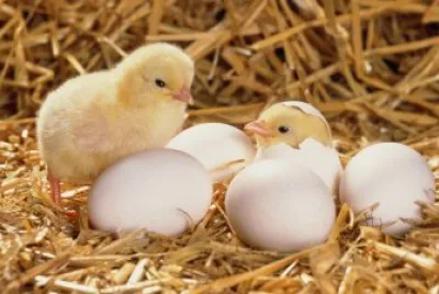chickens