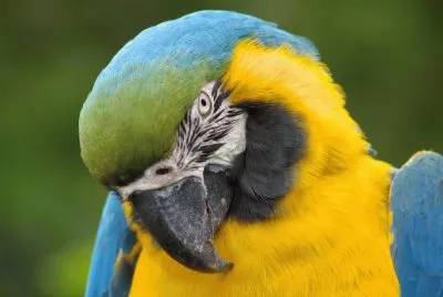 exotico guacamayo