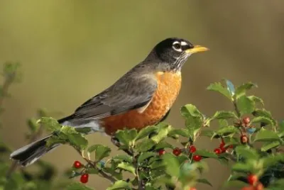 פאזל של ave y naturaleza