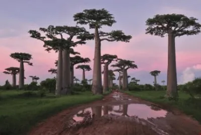 arboles jigsaw puzzle