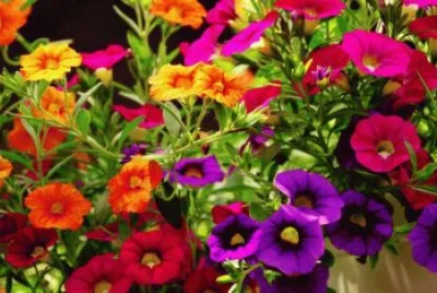 colores flores