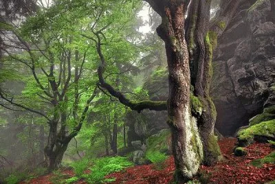 NW woods