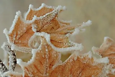 early frost