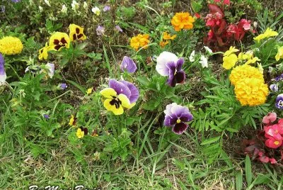FLORES