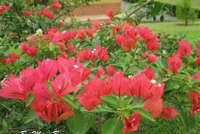 FLORES