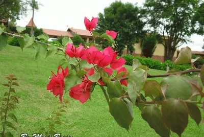 FLORES