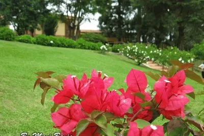 FLORES jigsaw puzzle